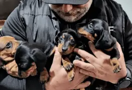 Rescatan medio centenar de perritos salchicha de un criadero clandestino
