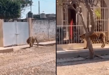 Tigre de bengala camina por calles de Nayarit