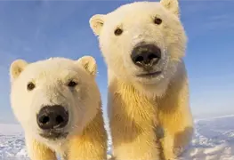 Osos polares evolucionan al cambio clim&aacute;tico y sobreviven sin hielo