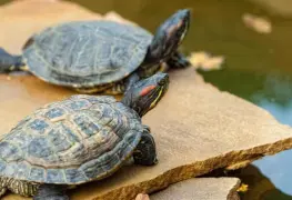 ¿Por qué las tortugas viven tanto? La ciencia revela algunos secretos