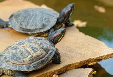 ¿Por qué las tortugas viven tanto? La ciencia revela algunos secretos