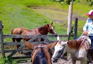 Productor jonuteco da primeros resultados de mejoramiento genético de caballos en Jonuta