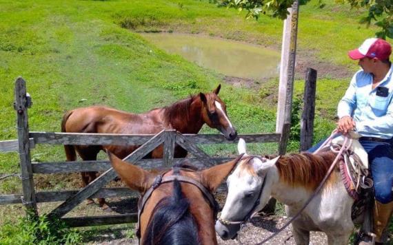 Productor jonuteco da primeros resultados de mejoramiento genético de caballos en Jonuta