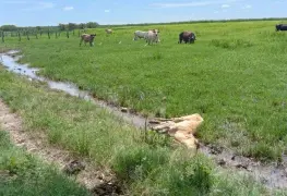 Muere ganado vacuno por epidemia de murciélagos en Jalpa de Méndez