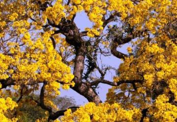 Científicos descubren compuesto de árbol que se convertiría en fármaco para tratar la leucemia mieloide aguda