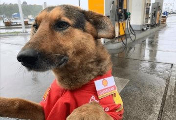 Salvan a perritos de las calles y ahora tienen empleo