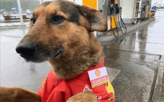 Salvan a perritos de las calles y ahora tienen empleo