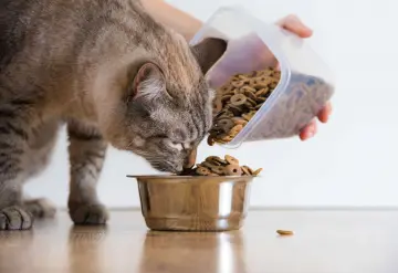 Profeco advierte sobre 14 productos de comida para gato, no contienen lo que prometen