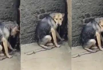 Denuncian maltrato animal en Tlalnepantla; abandonan a perrita en una azotea bajo la lluvia