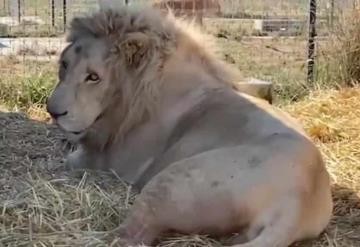 Denuncian maltrato y muerte de felinos en santuario del Ajusco