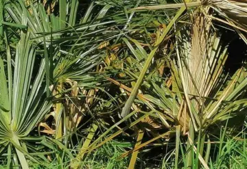 Fallece traductor de los chinos del Tren Maya