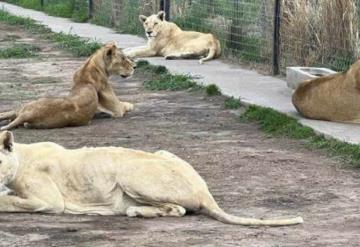 Abren recaudación de fondos para los 190 felinos del santuario Black Jaguar