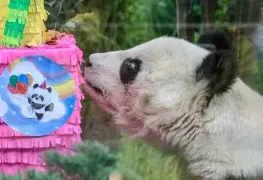 Fallece panda, Shuan Shuan de Chapultepec