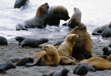 Video: Leones marinos ahuyentan a bañistas en playas de California