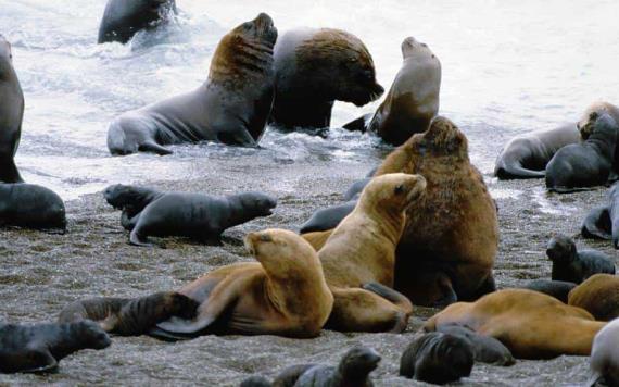 Video: Leones marinos ahuyentan a bañistas en playas de California