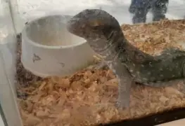 Con 1er. Festival Mexicano, difunden importancia ecológica de las serpientes