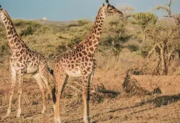 Nacen jirafas gemelas en parque de Kenia