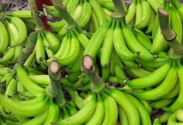 Cártel de Sinaloa traficaba droga en cargamentos de plátano, papa y aguacate