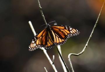 Mariposa monarca entra a la lista de animales en peligro de extinción