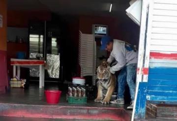 Captan a tigre deambulando por las calles de Hidalgo