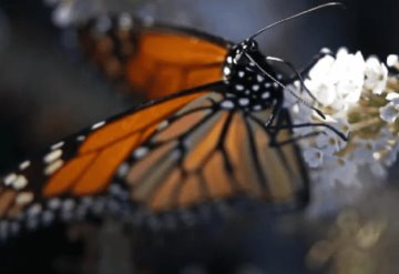 Mariposa monarca en peligro de extinción ¿Qué se puede hacer para salvarla?