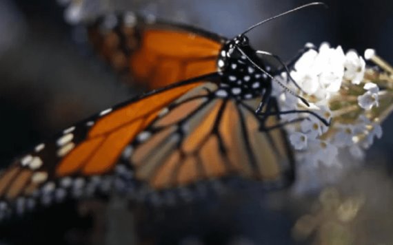 Mariposa monarca en peligro de extinción ¿Qué se puede hacer para salvarla?