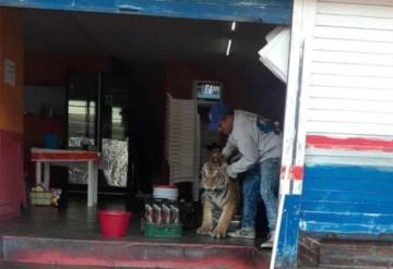 Tigre es capturado en una taquería de Hidalgo