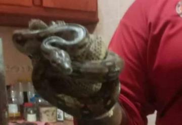 Atrapan serpiente en vivienda de Tacotalpa