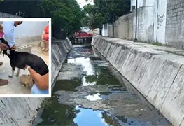 Rescatan a perrita y su cachorro de canal en Tampico; llevaban d&iacute;as ah&iacute;