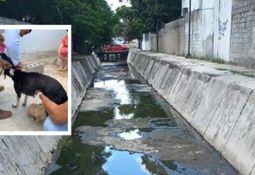 Rescatan a perrita y su cachorro de canal en Tampico; llevaban días ahí