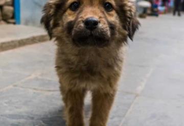 ¿Por qué el 27 de Julio es el Día Internacional del Perro Callejero?