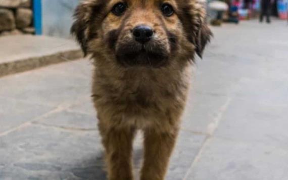 ¿Por qué el 27 de Julio es el Día Internacional del Perro Callejero?