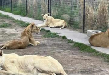 Aseguran a seis leones en un rancho de Tijuana