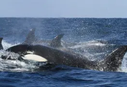 Orcas hunden velero en Portugal; Marina rescató a 5 personas