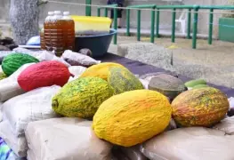 Tabasco entre los líderes de producción agrícola en el país