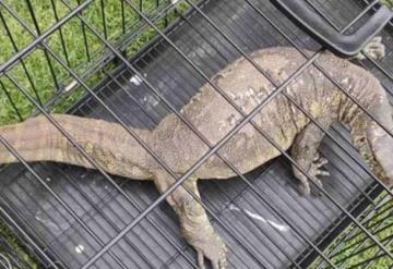 Capturan reptil africano en canales de Xochimilco; nadaba junto a las trajineras