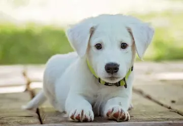 Arrestan a pareja en Florida por grabar videos íntimos con su perrito