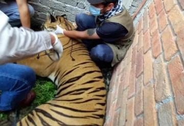 Encuentran a tigre baleado en Michoacán durante investigación de un homicidio