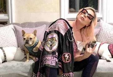 Condenan a cuatro años de cárcel el hombre que secuestró a los perros de Lady Gaga