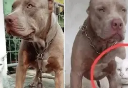 Video: gatito criado con perros pitbull tiene problemas de personalidad
