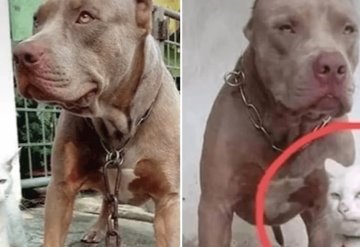 Video: gatito criado con perros pitbull tiene problemas de personalidad