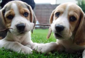 Rescatan más de 4 mil perritos beagle que eran usados en experimentos farmacológicos