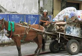 Rescatan caballo maltratado en Ecatepec; lo utilizaban para recolección de basura
