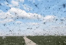 Groenlandia se llena de mosquitos por incremento acelerado de la temperatura y el deshielo