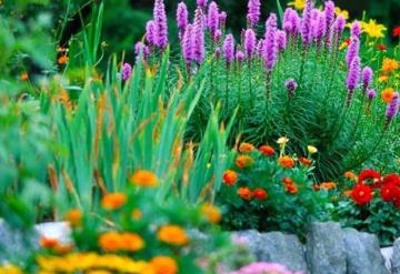 Las plantas que no pueden faltar en casa