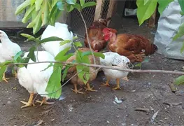 Familias optan por la econom&iacute;a de traspatio ante la alza del kilo del pollo