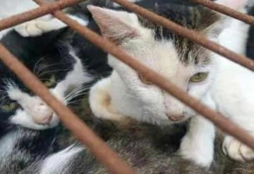 Policías en China rescatan a 150 gatos capturados para consumo humano