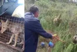 Rescatan y liberan a cachorro de coyote que deambulaba en escuela del Estado de México