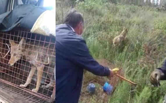 Rescatan y liberan a cachorro de coyote que deambulaba en escuela del Estado de México