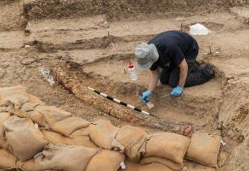 Descubren colmillo de elefante de hace medio millón de años en Israel